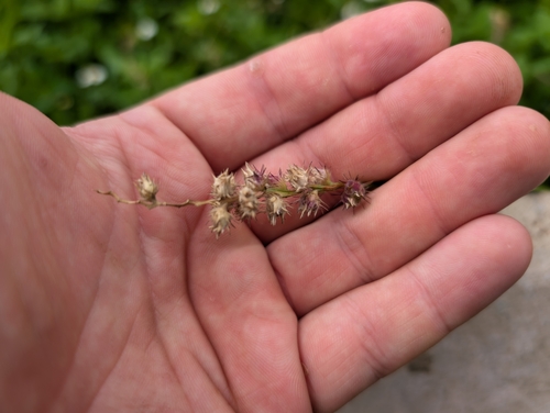 Cenchrus echinatus observed 2024-11-15