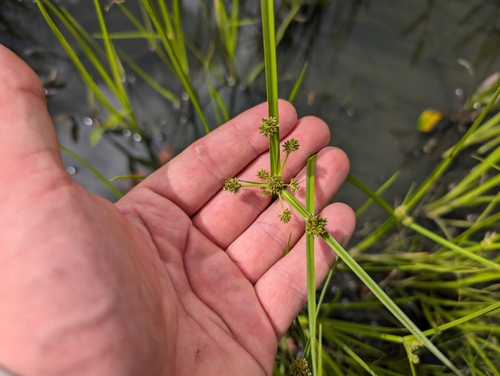 Cyperus difformis observed 2024-11-15