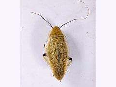 Ellipsidion humerale