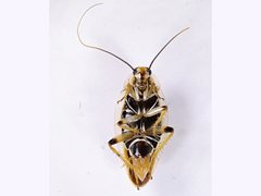 Ellipsidion humerale