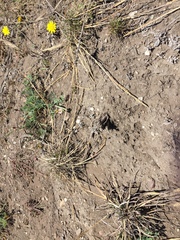 Agrostis blasdalei