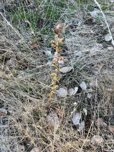 Image of Calycadenia multiglandulosa by (c) Karen Offereins, some rights reserved (CC BY)