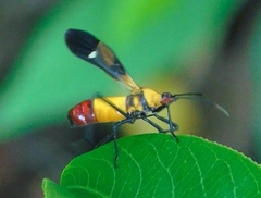 Oncopeltus spectabilis