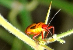 Oncopeltus guttaloides