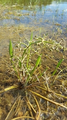Alisma gramineum