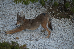 Canis latrans