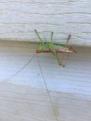 Orchelimum silvaticum