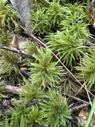 Climacium japonicum observed 2024-11-16