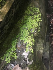 Conocephalaceae