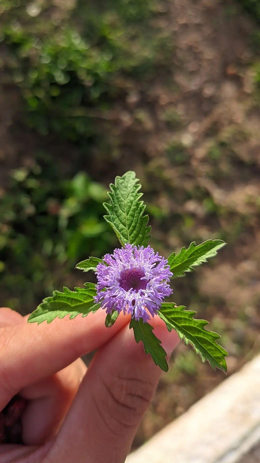 Centratherum punctatum