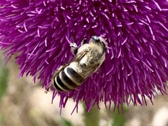 Anthophora montana
