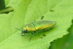 Agaeocera scintillans