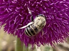 Anthophora montana