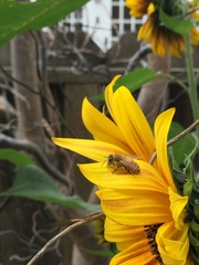 Apis mellifera