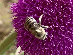 Anthophora montana