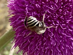 Anthophora montana