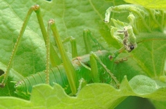 Neobarrettia sinaloae