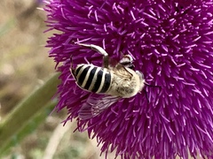 Anthophora montana