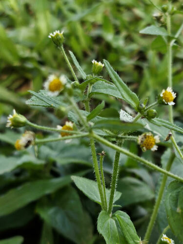 Galinsoga quadriradiata, 2024-11-15