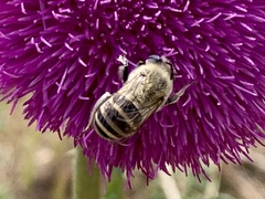 Anthophora montana