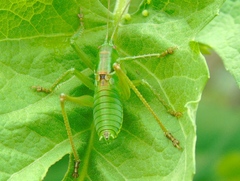 Neobarrettia sinaloae