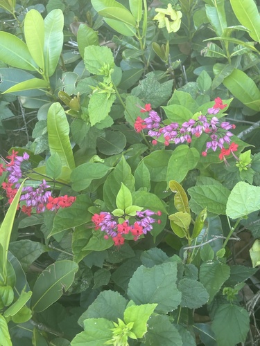 Clerodendrum speciosum observed 2024-11-15