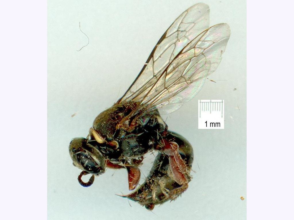 Prosopigastra