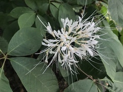 Aesculus parviflora