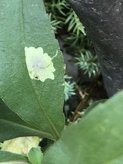 Calycomyza promissa