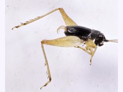 Trigonidomorpha sjostedti