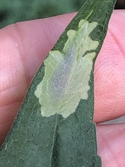 Calycomyza promissa