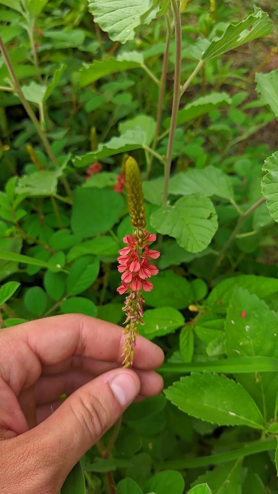 Indigofera hirsuta