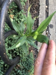 Calycomyza promissa