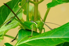 Neobarrettia sinaloae