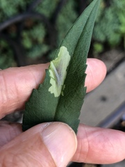 Calycomyza promissa