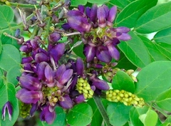 Lonchocarpus