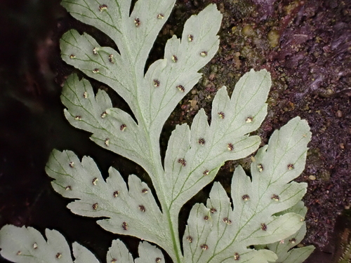 Cystopteris douglasii observed 2024-11-11