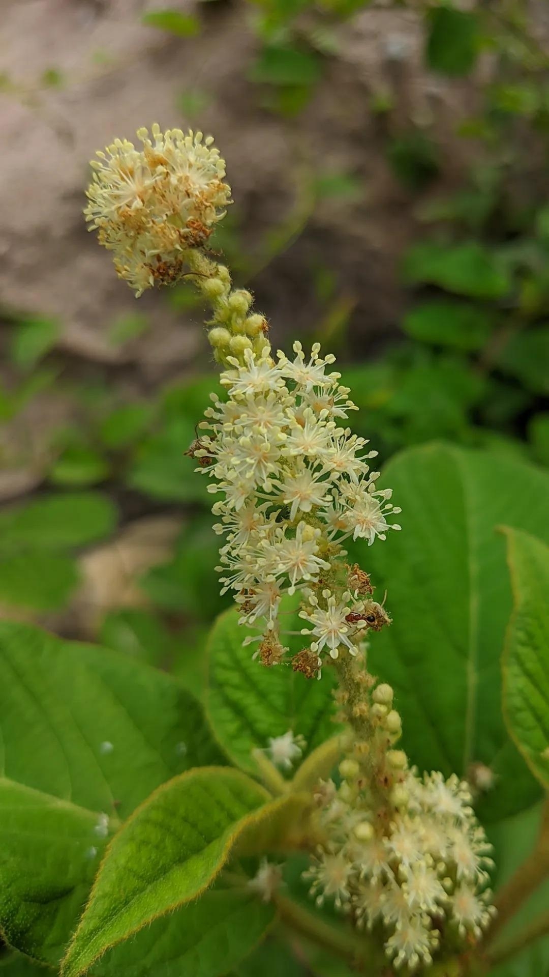 Croton heliotropiifolius