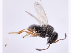 Platygastridae