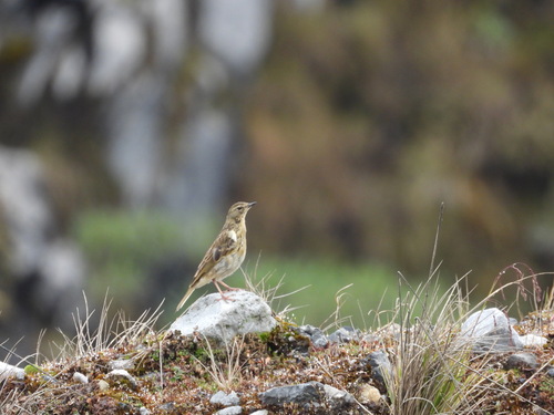 Anthus gutturalis, 2024-01-26