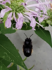 Melissodes bimaculatus