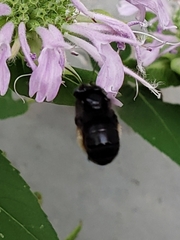 Melissodes bimaculatus