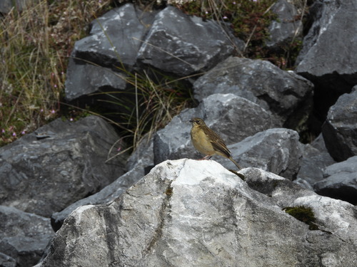 Anthus gutturalis, 2024-01-29