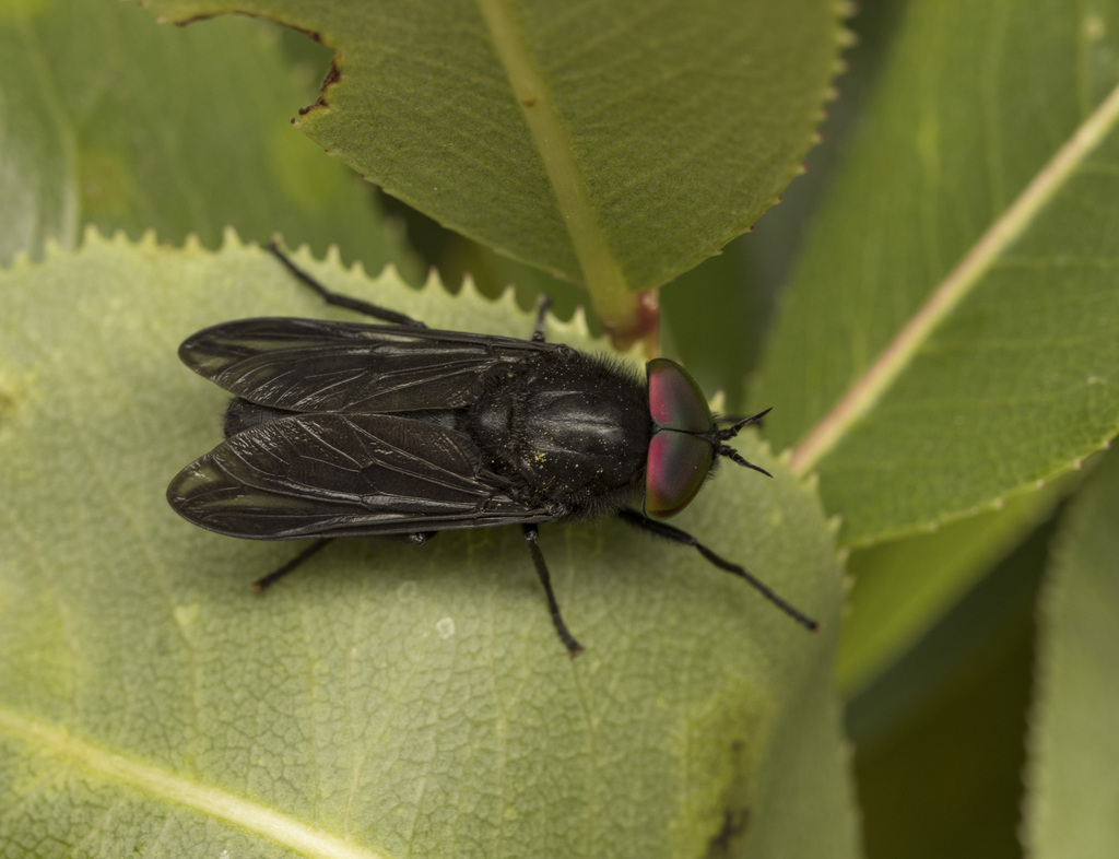 Pseudotabanus carbo