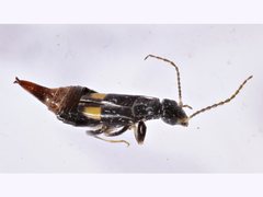 Spongiphoridae