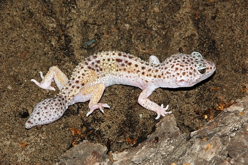 Common Leopard Gecko