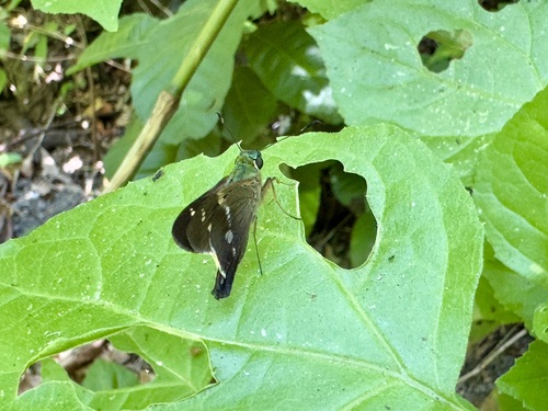 Niconiades incomptus