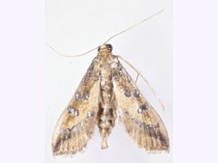 Hydriris chalybitis