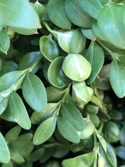 Eurytetranychus buxi