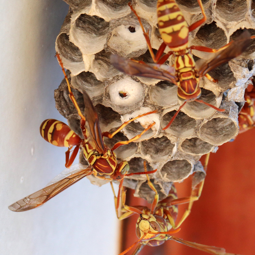 Apache Paper Wasp photo 4